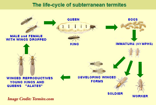 Western Subterranean Termites
